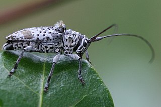 Zygocerini Tribe of beetles