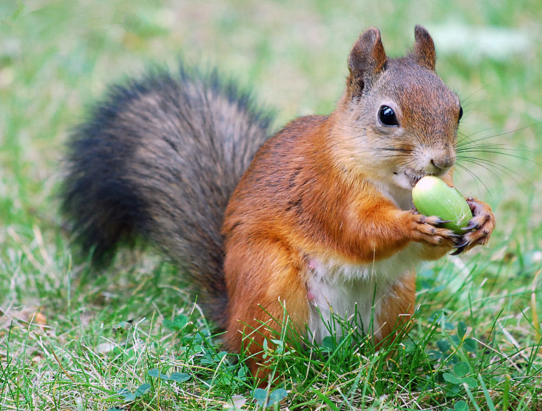 File:"Let me eat in peace!".jpg