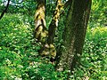 Ділянка дубових насаджень - ботанічна пам'ятка природи біля сел. Таромське.jpg