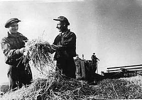 Механик Кень-Юртовской МТС Машков и бригадир Лоднев Ф. А. в поле. 1939 год