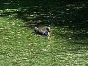 Птахи у малій затоці на озері Тягле. Лиска (молодий птах). 12 липня 2020 року