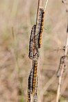 Malacosoma[en], Malacosoma castrense