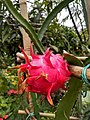 သတ်က္ဍိပ်နာ် နူကဵုဍုင်ဗင်ဂလာဒေတ် pitaya fruit in Bangladesh.