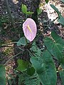 The pink bract of a new cultivar: Anthurium andraeanum 'Pink Lady'.