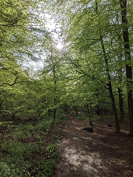 File:-2021-05-10 Footpath in Bourne Wood, Lincolnshire (1).jpg