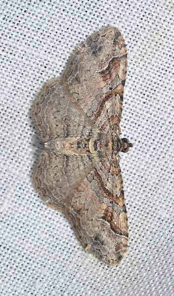 File:- 7416 – Costaconvexa centrostrigaria – Bent-line Carpet Moth (19705693659).jpg