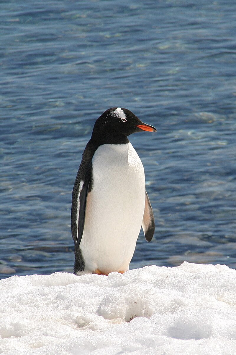 Barkas:00 2103 Pinguin - Petermann Island (Antarktische Halbinsel).jpg -  Wikipédia