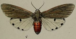 <i>Aloa moloneyi</i> Species of moth