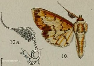 <i>Syllepte plumifera</i> Species of moth