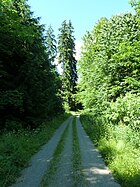 Waldweg