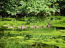 Stockenten. Weiher bei Biberach/Riss (Burrenwald, Schnakenweiher)