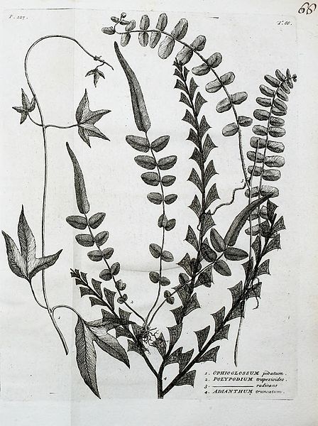 File:18th century flora in Indian subcontinent (2).jpg