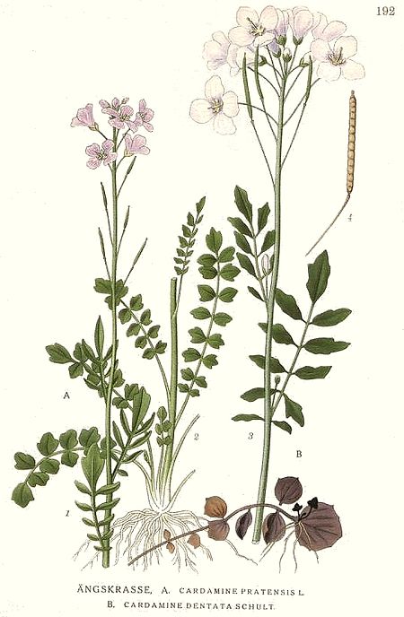 192 Cardamine pratensis.jpg