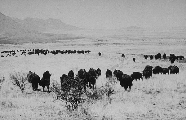 Buffalo herd on Fort Huachuca in the 1950s