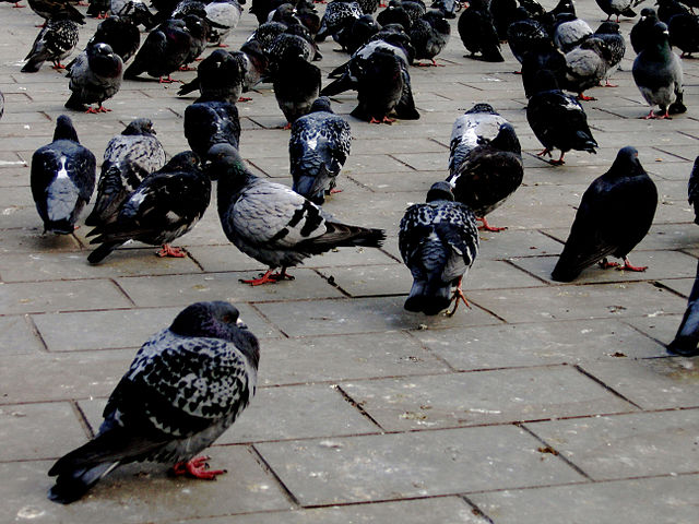 Feral pigeons can become very numerous in cities.
