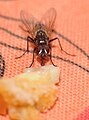 * Nomination Diptera sp. is eating. --ComputerHotline 19:19, 31 May 2011 (UTC) * Promotion Lovely compostion. nice lighting and good close up of the Diptera. Love the way how the picture starts at the bottom left and brings you down the food to the "face" of the animal --Good twins 11:58, 9 June 2011 (UTC)