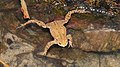 * Nomination Erdkröte (European toad), Männchen (male) - Bufo bufo. --Hockei 19:59, 18 April 2013 (UTC) * Promotion Good quality. --Poco a poco 20:58, 18 April 2013 (UTC)