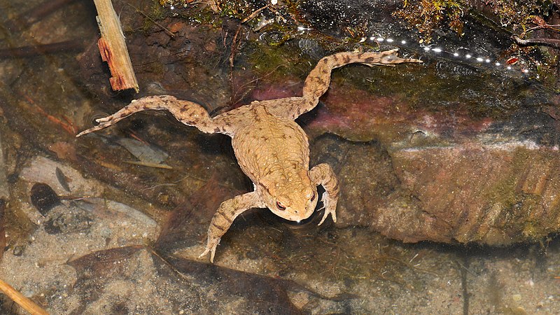 File:2013.04.13.-20-Kaefertaler Wald Mannheim-Erdkroete-Maennchen.jpg