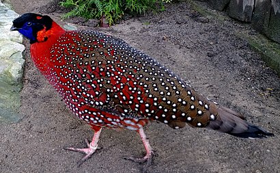 20140417 Satyr-Tragopan 02.jpg