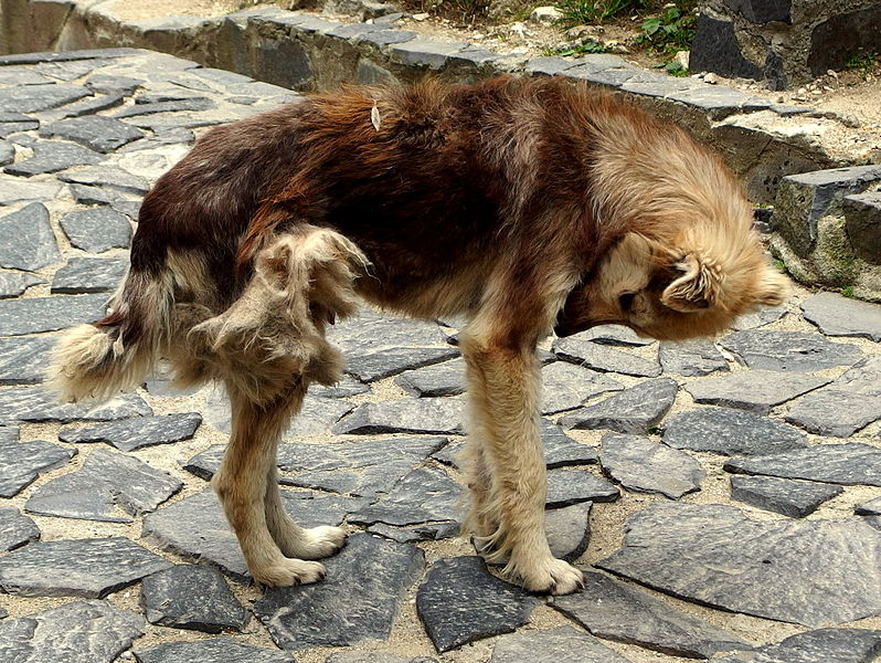 File:20140628 Bran Castle 01.jpg