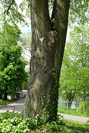 Linde (tilia platyphyllos)