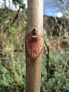 Aesculus hippocastanum leaf scar showing 7 bundle scars 20150304Aesculus hippocastanum1.jpg