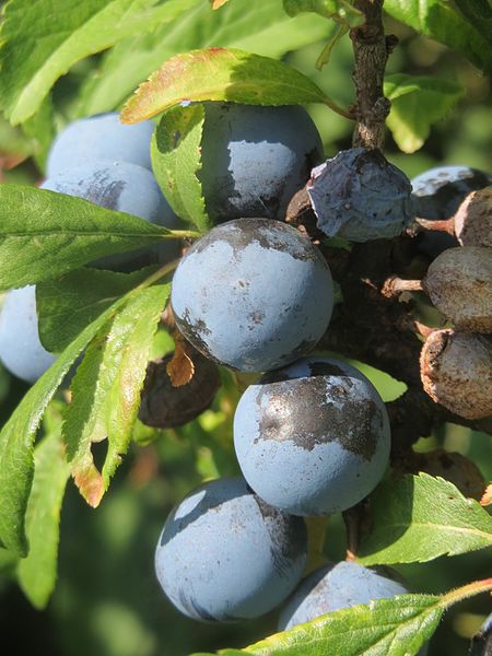 File:20160816Prunus spinosa4.jpg