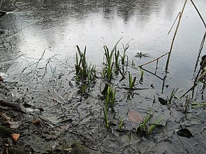 20180218Iris pseudacorus3.jpg