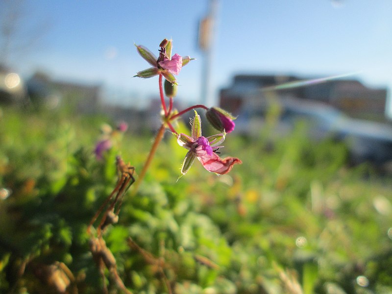 File:20191230Erodium cicutarium3.jpg