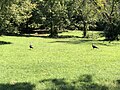2021-09-07 12 25 25 Wild turkeys on a lawn next to New Jersey State Route 38 (Kaighn Avenue) in Pennsauken Township, Camden County, New Jersey.jpg