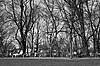 Bäume und Park in monochrom