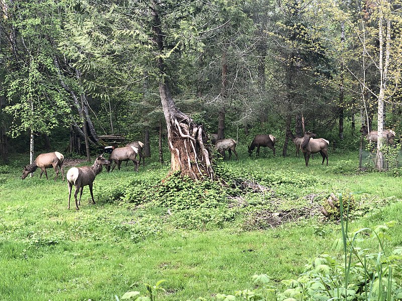 File:2022-05-13, Herd of Elk, Snoqualmie, Washington, 07.jpg