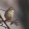 * Nomination White-throated Sparrow, South Meadows Trail, East Hartford, CT USA --Pdanese 14:35, 5 December 2023 (UTC) * Promotion  Support Good quality. --Ermell 16:34, 5 December 2023 (UTC)