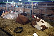 Cows at Dairy Lane