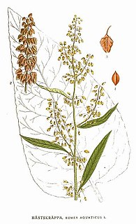 <i>Rumex aquaticus</i> Species of flowering plant