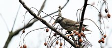 White-cheeked starling 4G4A6991.jpg