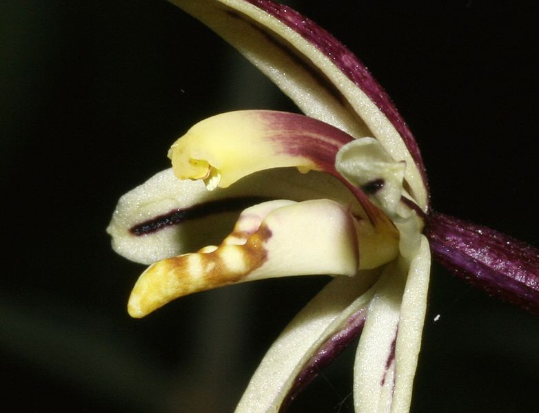 File:8744-Aphyllorchis montana-Gunung Kemiri.jpg