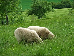 Sheep husbandry in Baden-Württemberg‎ (Bussenberg)