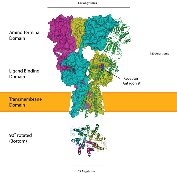 File:AMPA receptor.png