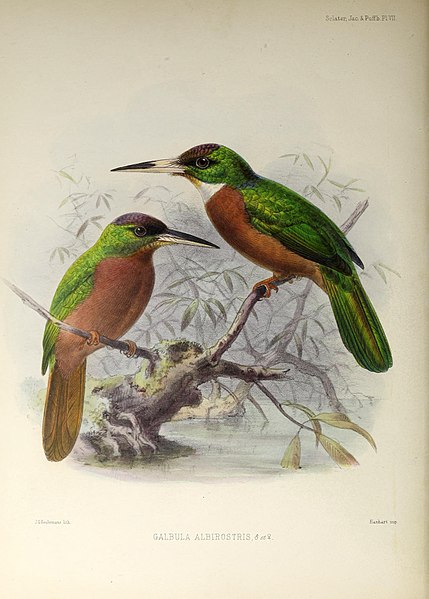 File:A monograph of the jacamars and puff-birds, or families Galbulid and Bucconid (1882) (14564662838).jpg