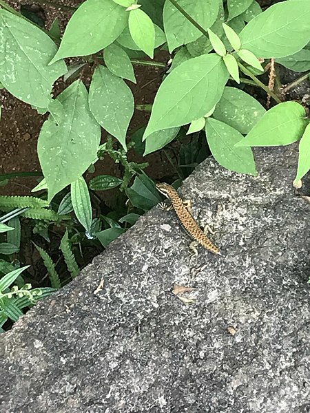 File:A tiny little gecko.jpg