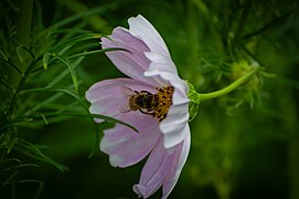 Abeille dans une fleur