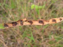 Koaiʻa seedpod, showing the end-to-end arrangement of seeds.