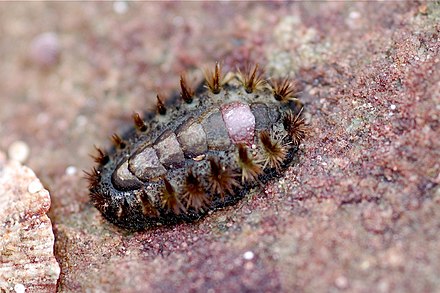 На фотографии представлена. Панцирный моллюск - Хитон (Polyplacophora).. Acanthochitona crinita.. Мопалия Миддендорфа. Хитон моллюск.