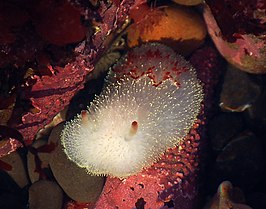 Acanthodoris nanaimoensis