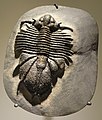 * Nomination Trilobite in the Houston Museum of Natural Science, Texas, USA. By User:Daderot --Another Believer 23:08, 18 August 2020 (UTC) * Promotion  Support Good quality. --Jakubhal 03:50, 19 August 2020 (UTC)