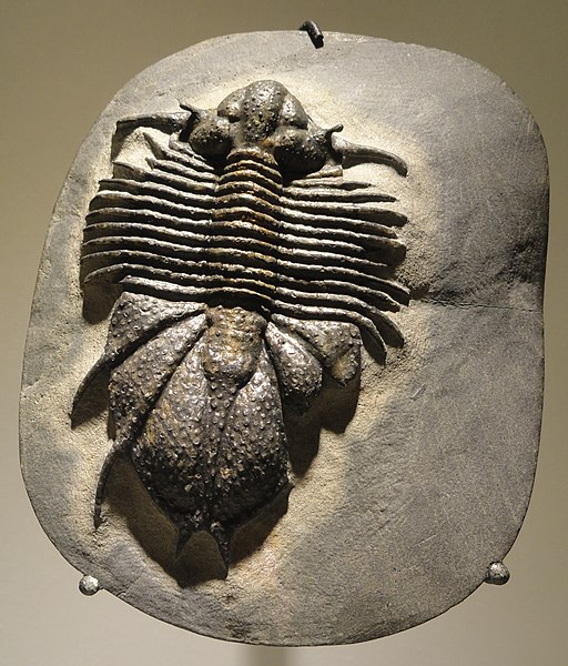 File:Acanthopyge cf. haueri, Middle Devonian, El Otfal Formation, Alnif, Morocco - Houston Museum of Natural Science - DSC01646.JPG