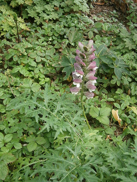 File:Acanthus spinosus flowering.JPG