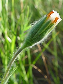 Achyrachaena mollis 001.jpg