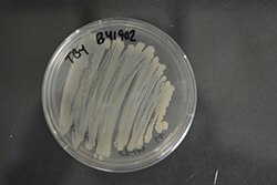 Acinetobacter lactucae NRRL B-41902 (Type Strain).jpg